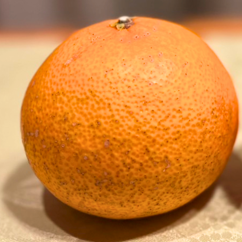 まどんな5Kg　規格外