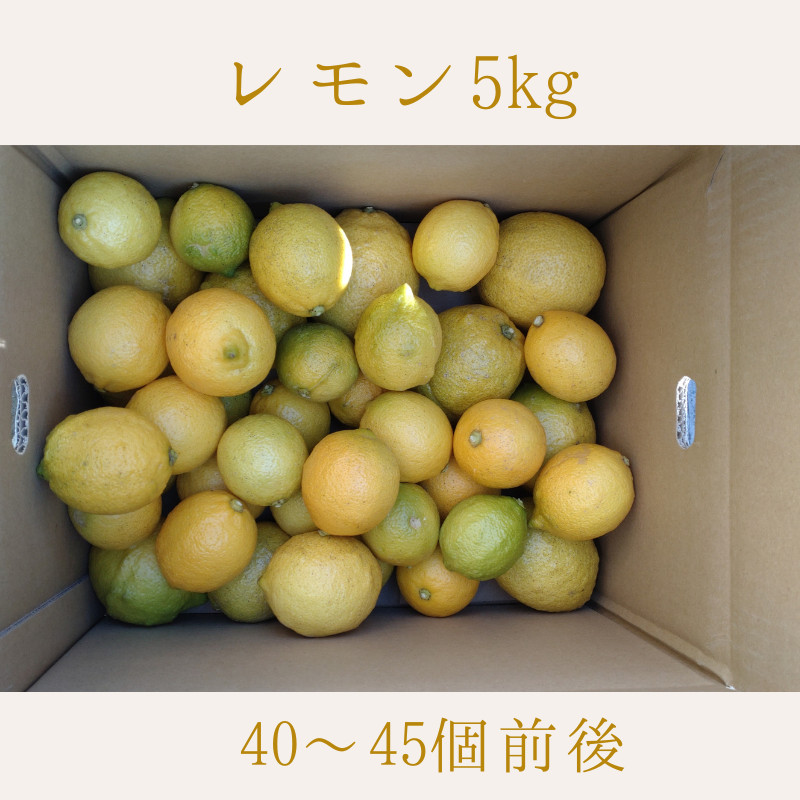 レモン　5Kg
