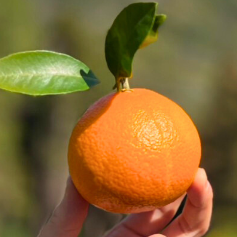 プリンセス　5Kg