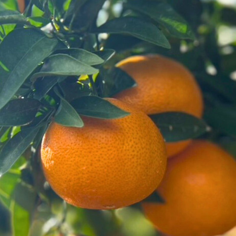 プリンセス　5Kg