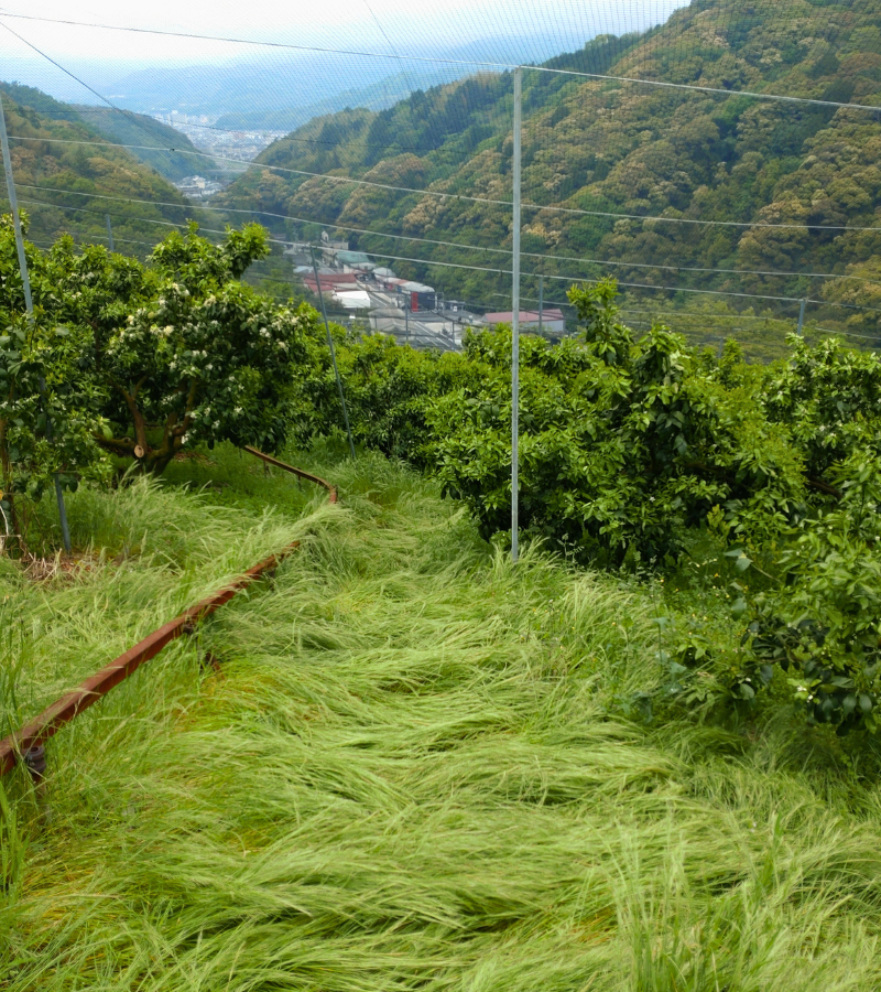 なぎなたカヤによる自然栽培