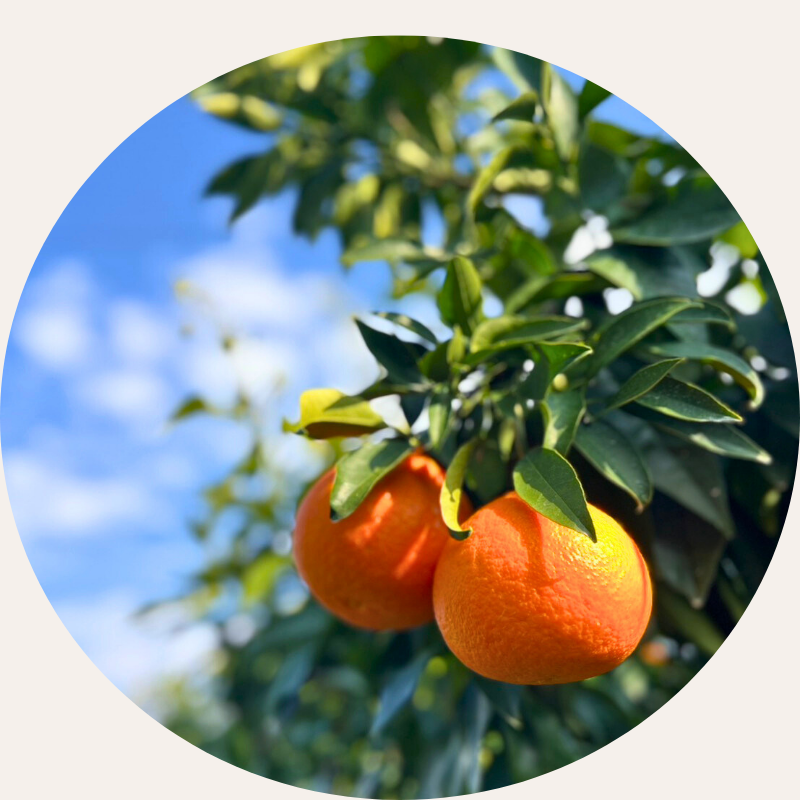 うわじま渡辺農園のまどんな