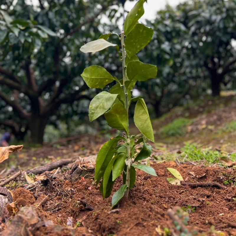 渡辺農園の土づくり